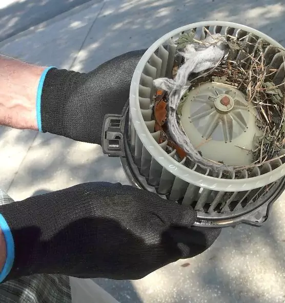 About Air Duct Rat Removal in Brownsville, FL